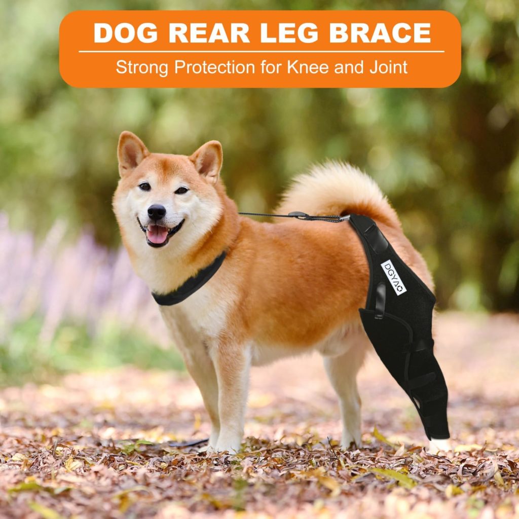 Diamemon Dog Knee Brace - Torn Acl Hind Leg Support, Dog Rear Leg Braces for Joint Pain and Muscle Sore Recovery, Adjustable Cruciate Care Dog Back Leg Brace with Neck Brace (XL, Right Leg)