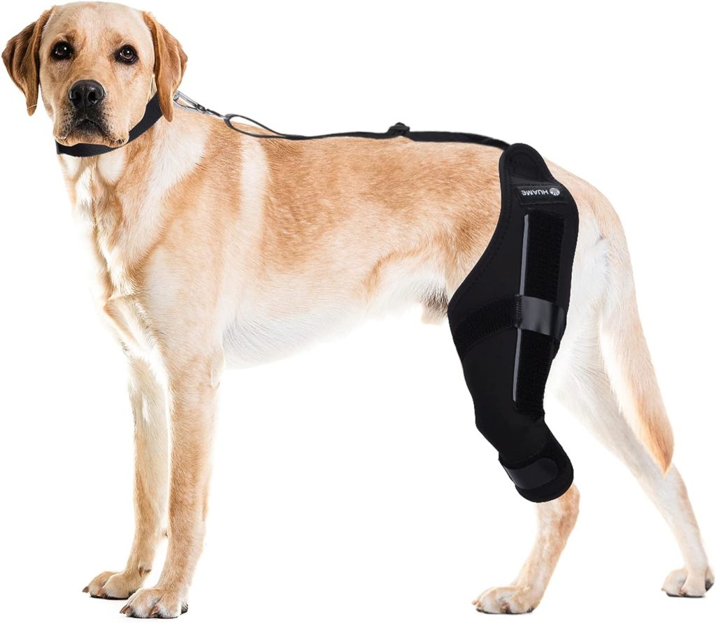 HUAME Dog Knee Brace, Support for Torn ACL Hind Leg, Luxating Patella, Relieve Arthritis Pain  Inflammation, with Side Stabilizers,Harness  Connection Belt, for Back Leg (Right Leg, X-Large)