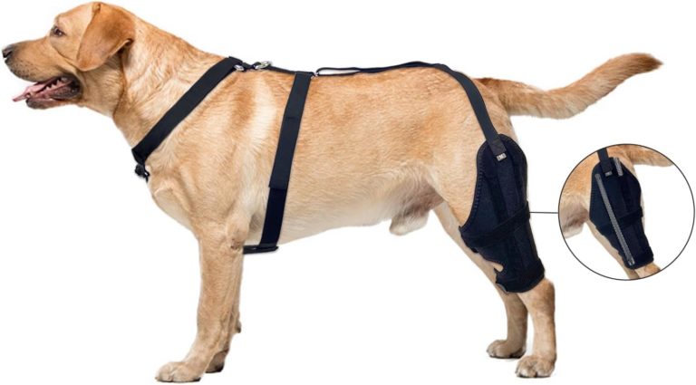 Lineiss Dog Knee Brace Review