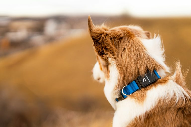 You probably think pet trackers are just expensive GPS gadgets!